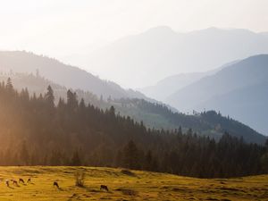 Preview wallpaper mountains, trees, sky, mist