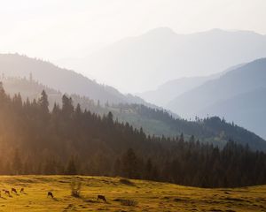 Preview wallpaper mountains, trees, sky, mist