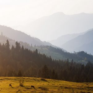 Preview wallpaper mountains, trees, sky, mist