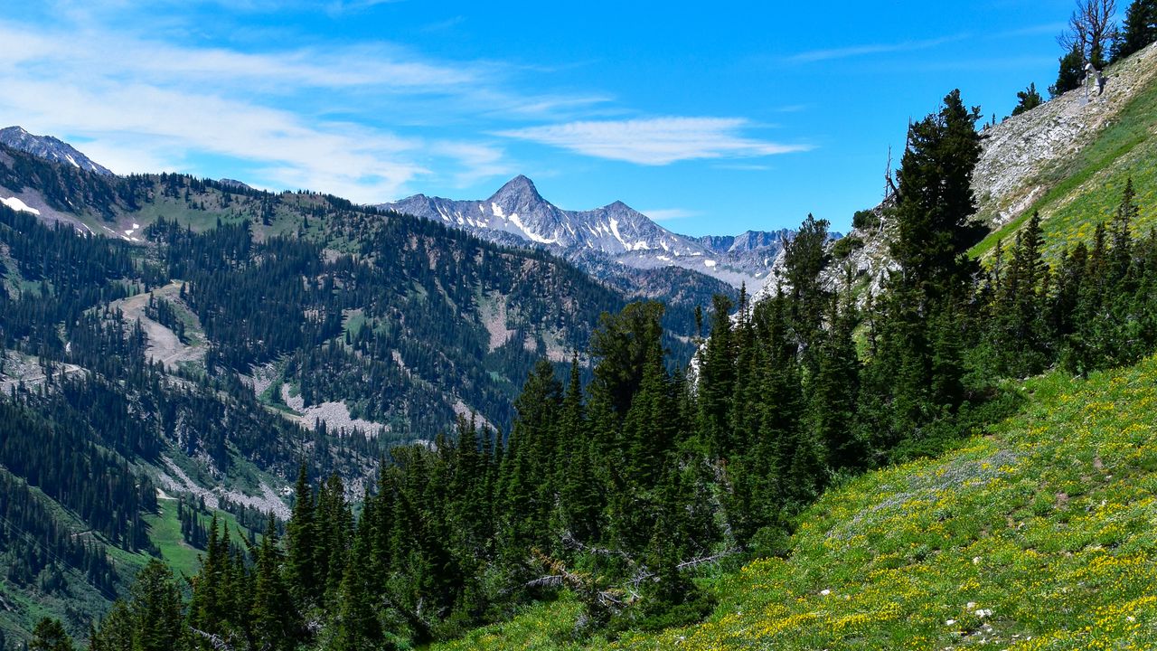 Wallpaper mountains, trees, slope, flowers