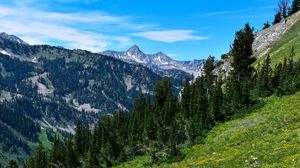 Preview wallpaper mountains, trees, slope, flowers