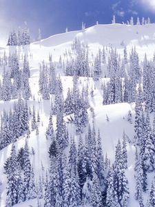 Preview wallpaper mountains, trees, slopes, fur-trees, blue, white