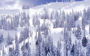 Preview wallpaper mountains, trees, slopes, fur-trees, blue, white