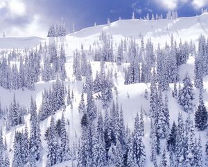 Preview wallpaper mountains, trees, slopes, fur-trees, blue, white