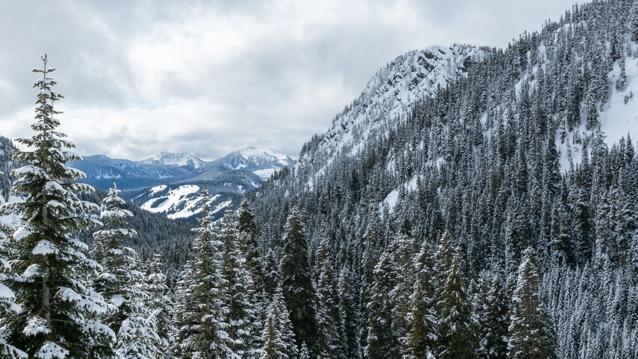 Wallpaper mountains, trees, snow, snowy, forest