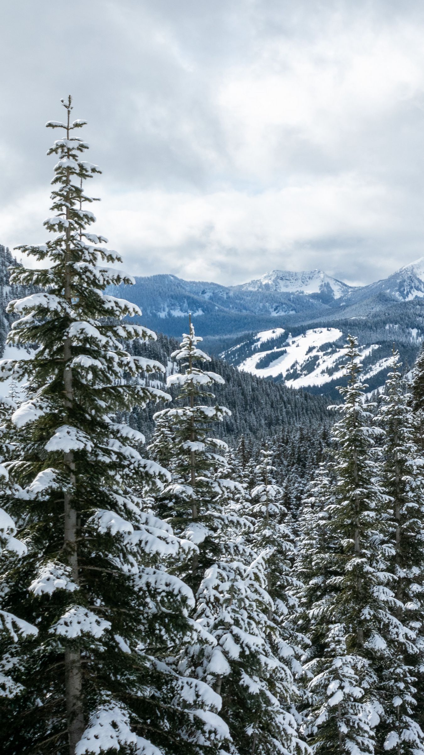 Snow Forest Photos Download The BEST Free Snow Forest Stock Photos  HD  Images