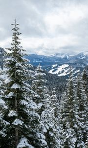 Preview wallpaper mountains, trees, snow, snowy, forest