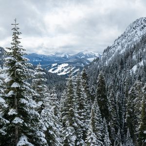 Preview wallpaper mountains, trees, snow, snowy, forest