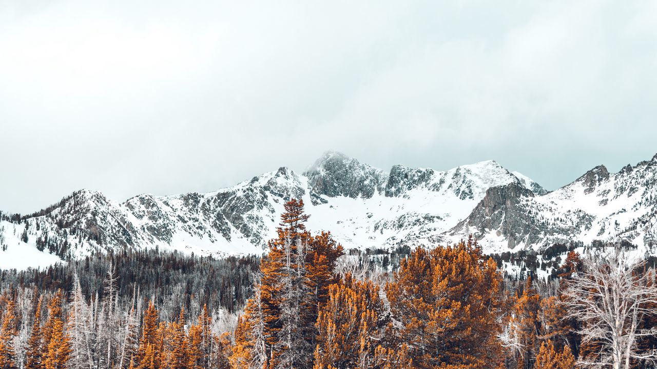 Wallpaper mountains, trees, snow-covered, peaks