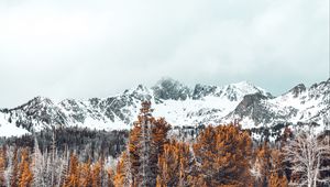 Preview wallpaper mountains, trees, snow-covered, peaks