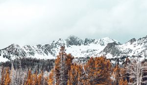 Preview wallpaper mountains, trees, snow-covered, peaks