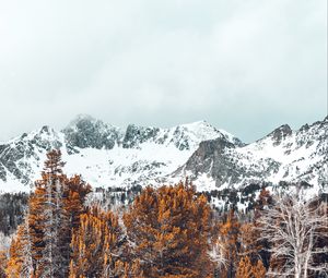 Preview wallpaper mountains, trees, snow-covered, peaks