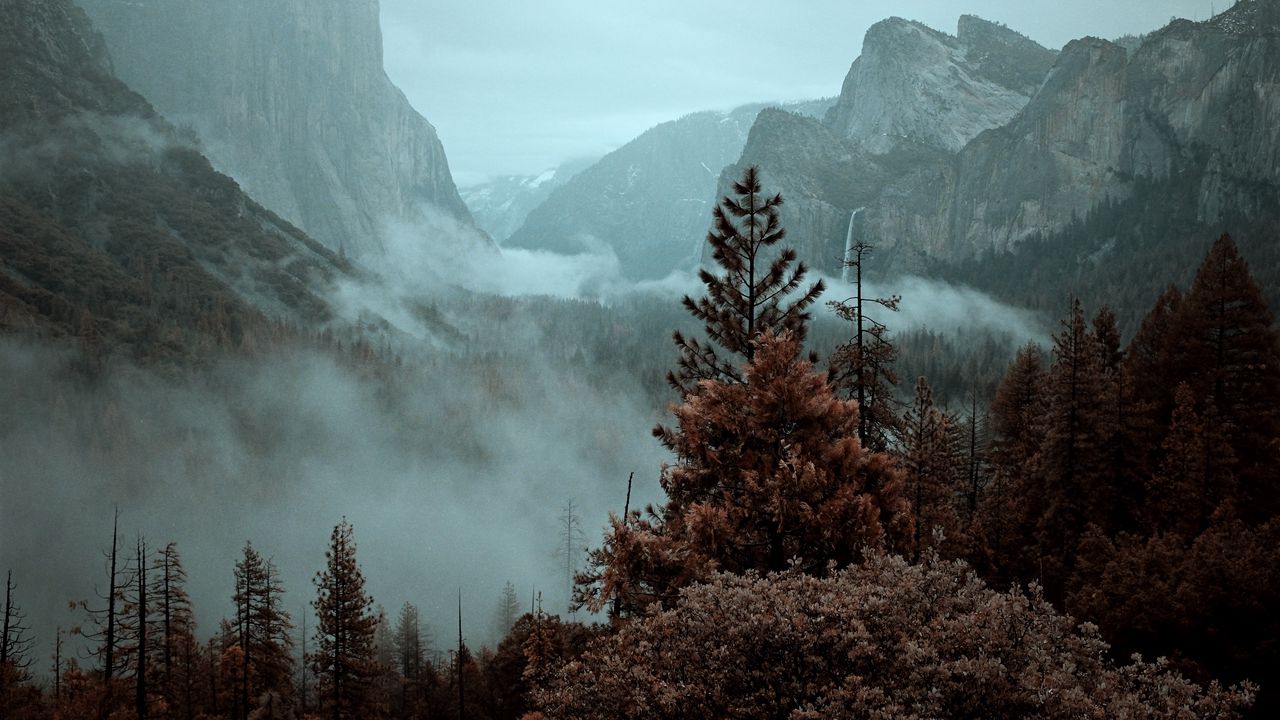 Wallpaper mountains, trees, spruce, fog, nature