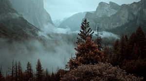 Preview wallpaper mountains, trees, spruce, fog, nature
