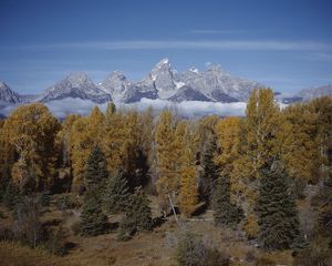 Preview wallpaper mountains, trees, tops, autumn, coniferous, leaves, yellow, clouds