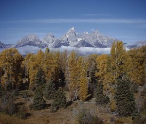 Preview wallpaper mountains, trees, tops, autumn, coniferous, leaves, yellow, clouds