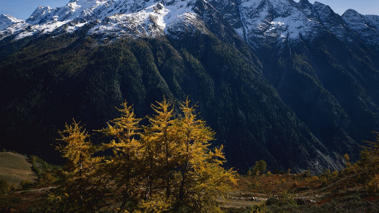 Wallpaper mountains, trees, tops, autumn, snow, leaves, yellow, greatness