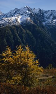 Preview wallpaper mountains, trees, tops, autumn, snow, leaves, yellow, greatness