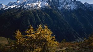 Preview wallpaper mountains, trees, tops, autumn, snow, leaves, yellow, greatness