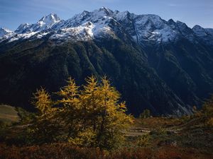 Preview wallpaper mountains, trees, tops, autumn, snow, leaves, yellow, greatness