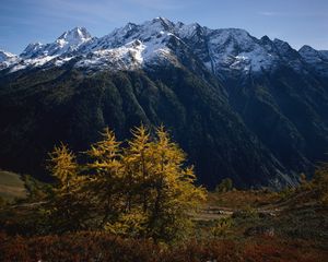 Preview wallpaper mountains, trees, tops, autumn, snow, leaves, yellow, greatness