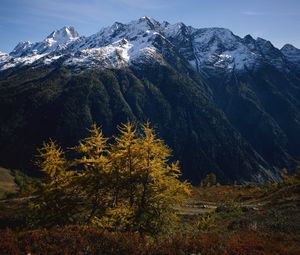 Preview wallpaper mountains, trees, tops, autumn, snow, leaves, yellow, greatness