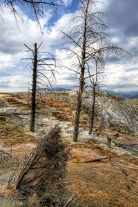 Preview wallpaper mountains, trees, wood, dead, colors