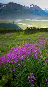 Preview wallpaper mountains, valley, field, flowers, landscape