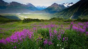 Preview wallpaper mountains, valley, field, flowers, landscape