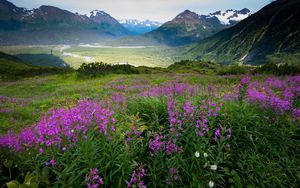 Preview wallpaper mountains, valley, field, flowers, landscape