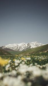 Preview wallpaper mountains, valley, glade, flowers, summer, landscape, nature