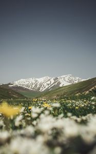 Preview wallpaper mountains, valley, glade, flowers, summer, landscape, nature