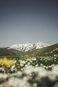 Preview wallpaper mountains, valley, glade, flowers, summer, landscape, nature