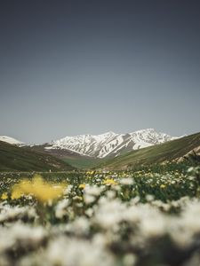 Preview wallpaper mountains, valley, glade, flowers, summer, landscape, nature