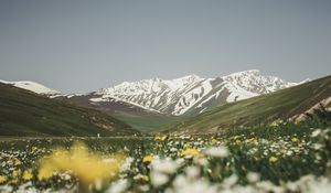 Preview wallpaper mountains, valley, glade, flowers, summer, landscape, nature