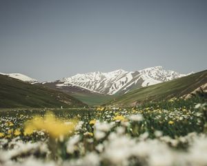 Preview wallpaper mountains, valley, glade, flowers, summer, landscape, nature