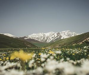 Preview wallpaper mountains, valley, glade, flowers, summer, landscape, nature