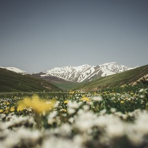 Preview wallpaper mountains, valley, glade, flowers, summer, landscape, nature