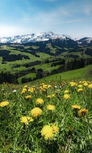 Preview wallpaper mountains, valley, meadow, grass, flowers, landscape, summer