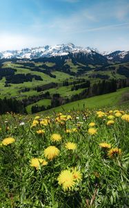 Preview wallpaper mountains, valley, meadow, grass, flowers, landscape, summer