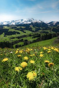 Preview wallpaper mountains, valley, meadow, grass, flowers, landscape, summer