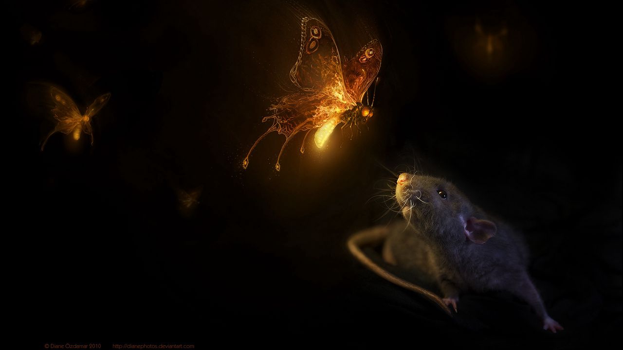 Wallpaper mouse, butterfly, black background, rat