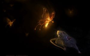 Preview wallpaper mouse, butterfly, black background, rat