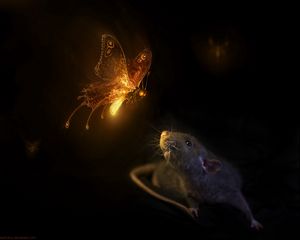 Preview wallpaper mouse, butterfly, black background, rat