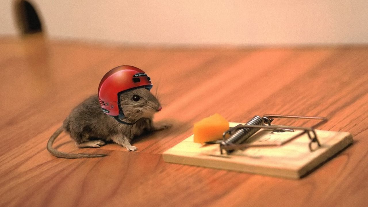 Wallpaper mouse, cheese, mouse trap, helmet, funny, situation