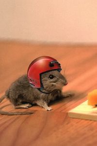 Preview wallpaper mouse, cheese, mouse trap, helmet, funny, situation