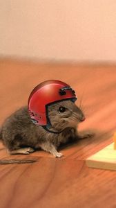 Preview wallpaper mouse, cheese, mouse trap, helmet, funny, situation