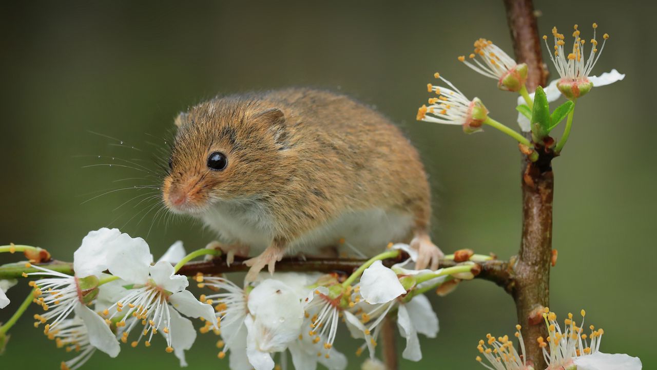 Wallpaper mouse, flowers, branch, wildlife