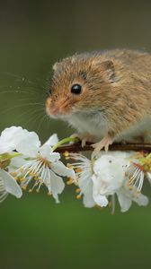 Preview wallpaper mouse, flowers, branch, wildlife