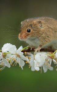 Preview wallpaper mouse, flowers, branch, wildlife